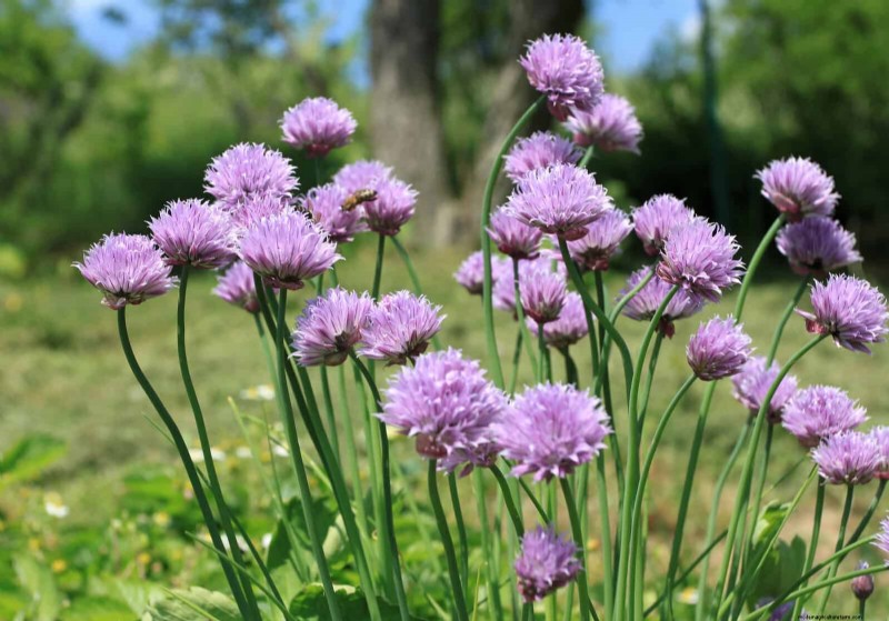 Quick-Growing Seeds for Kids: Fun Gardening Projects Before Summer Ends