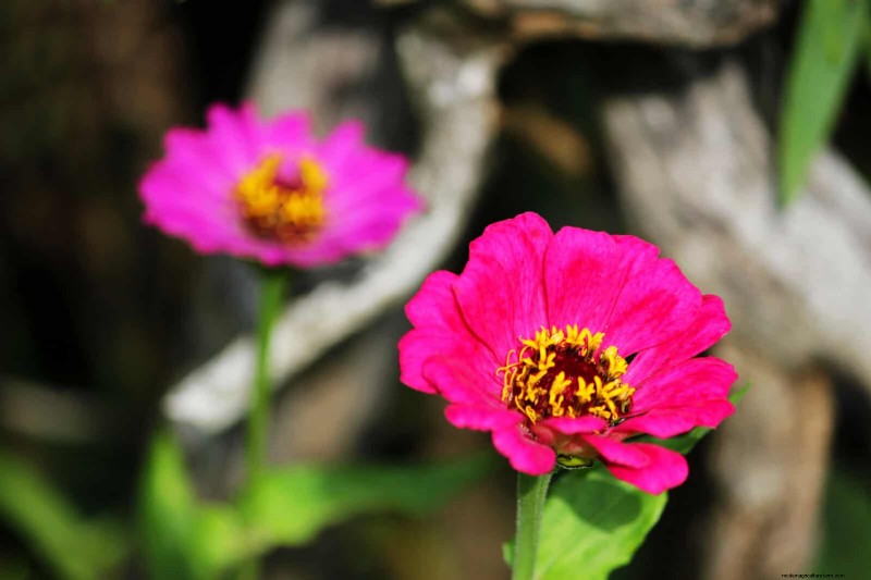 Quick-Growing Seeds for Kids: Fun Gardening Projects Before Summer Ends