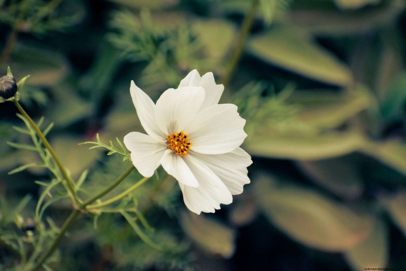 Quick-Growing Seeds for Kids: Fun Gardening Projects Before Summer Ends