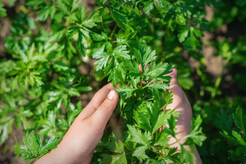 Quick-Growing Seeds for Kids: Fun Gardening Projects Before Summer Ends