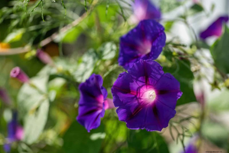 Quick-Growing Seeds for Kids: Fun Gardening Projects Before Summer Ends