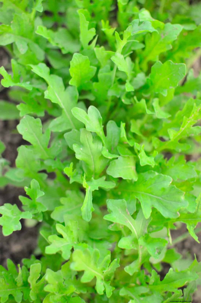 Quick-Growing Seeds for Kids: Fun Gardening Projects Before Summer Ends
