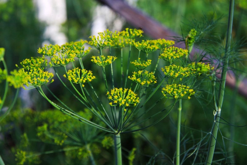 Quick-Growing Seeds for Kids: Fun Gardening Projects Before Summer Ends