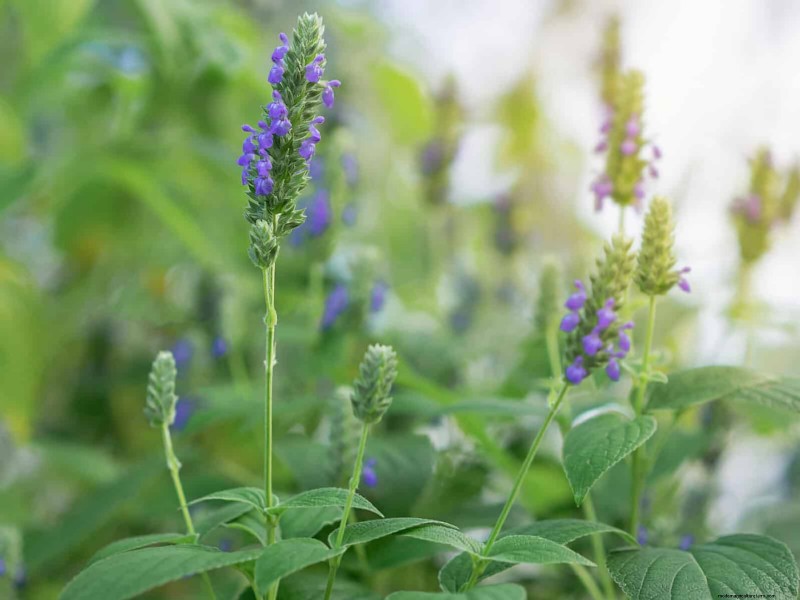 Quick-Growing Seeds for Kids: Fun Gardening Projects Before Summer Ends