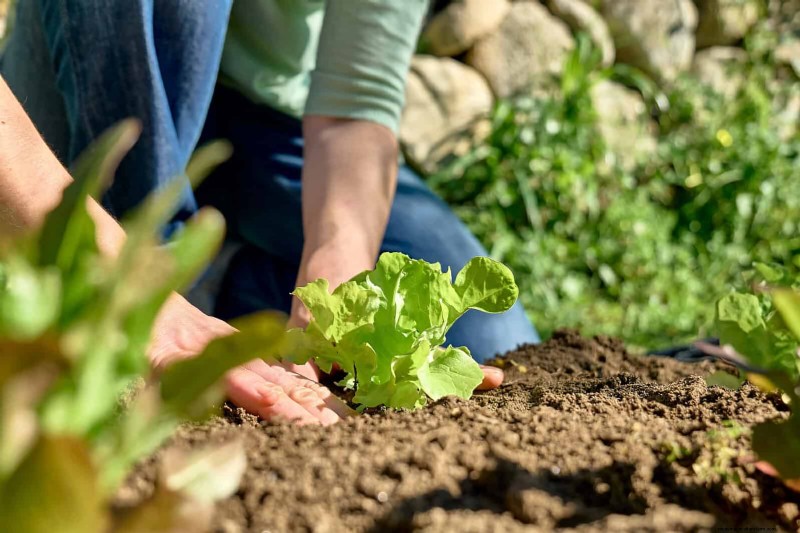 Grow Lettuce in Summer: 18 Proven Tips for Crisp Greens