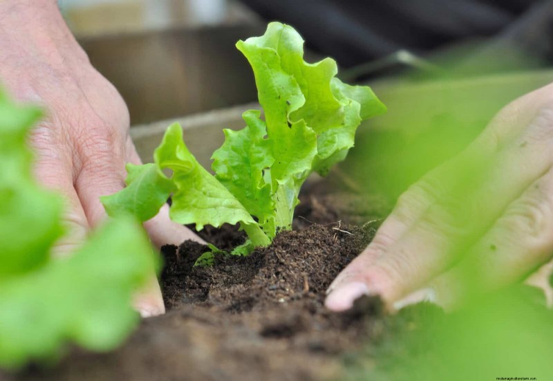 Grow Lettuce in Summer: 18 Proven Tips for Crisp Greens
