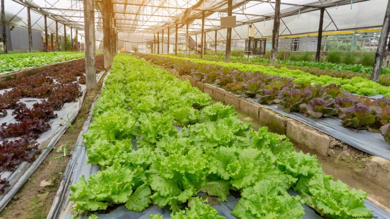 Grow Lettuce in Summer: 18 Proven Tips for Crisp Greens