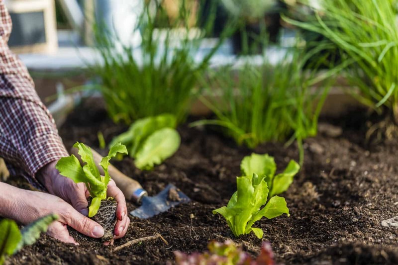 Grow Lettuce in Summer: 18 Proven Tips for Crisp Greens
