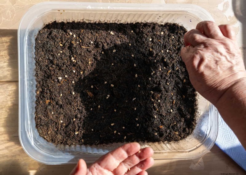 Grow Lettuce in Summer: 18 Proven Tips for Crisp Greens