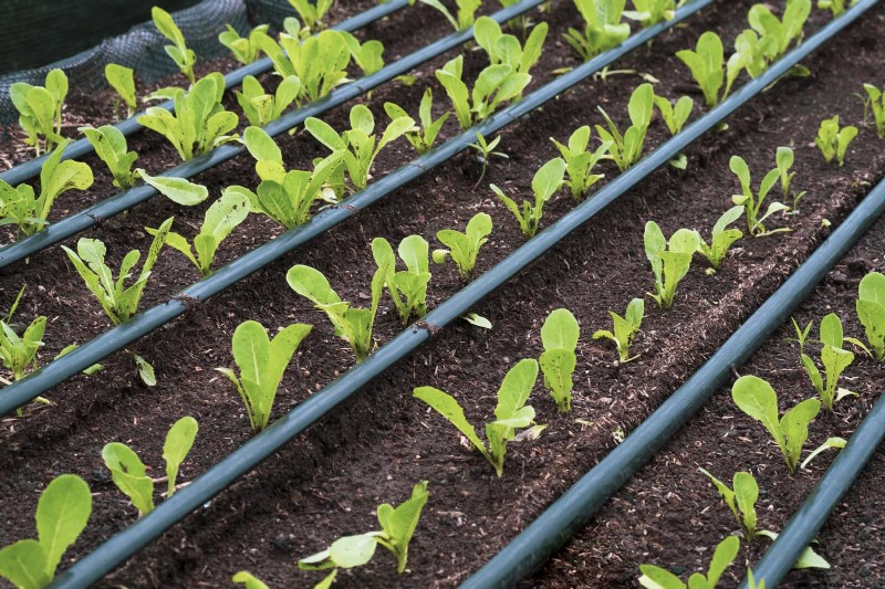 Grow Lettuce in Summer: 18 Proven Tips for Crisp Greens