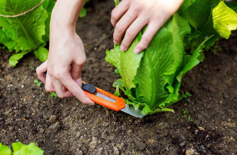 Grow Lettuce in Summer: 18 Proven Tips for Crisp Greens