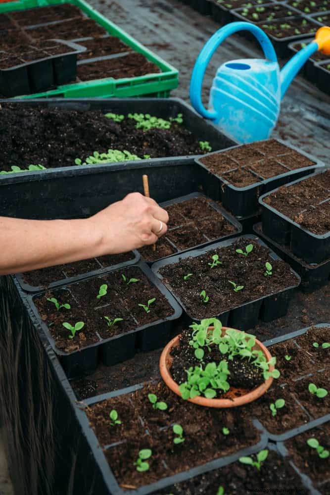 Grow Lettuce in Summer: 18 Proven Tips for Crisp Greens