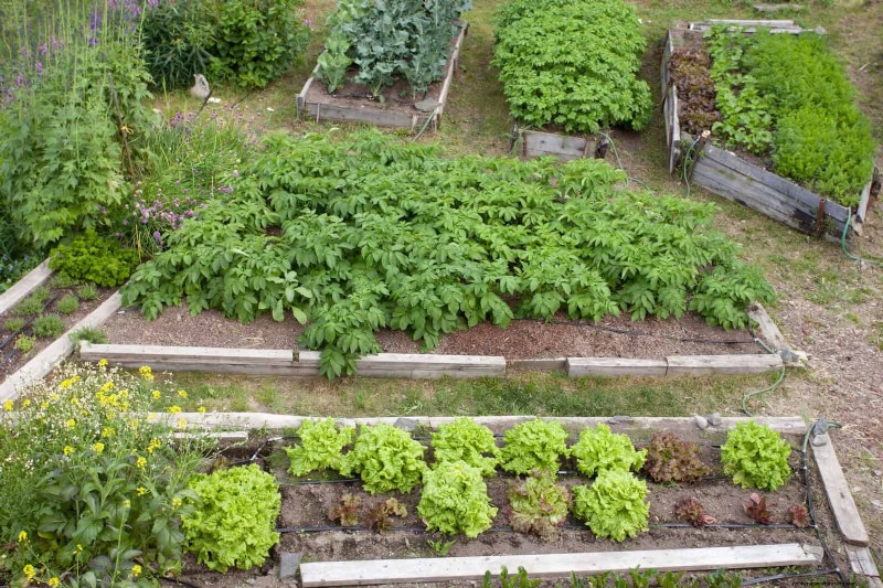 Grow Lettuce in Summer: 18 Proven Tips for Crisp Greens