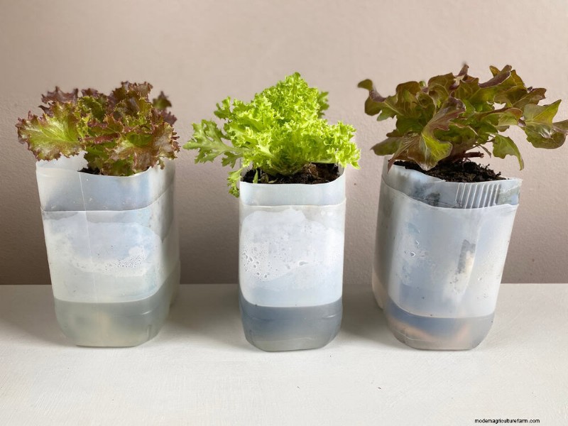 Grow Lettuce in Summer: 18 Proven Tips for Crisp Greens