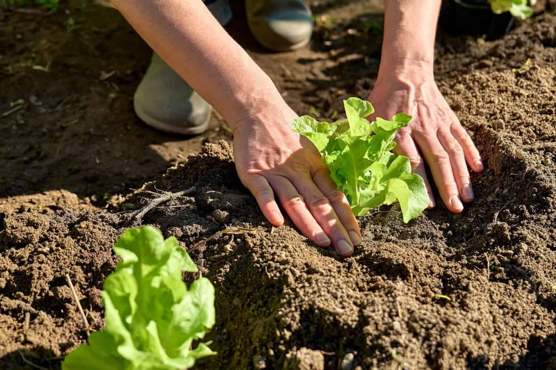Grow Lettuce in Summer: 18 Proven Tips for Crisp Greens