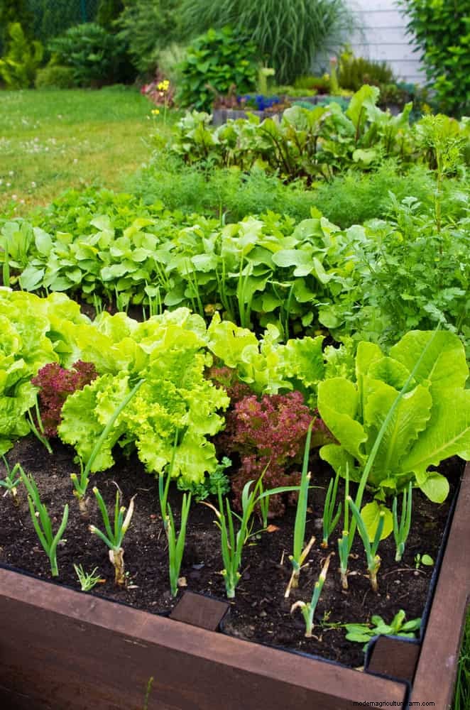 Grow Lettuce in Summer: 18 Proven Tips for Crisp Greens