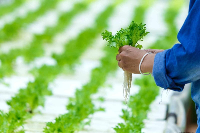 Grow Lettuce in Summer: 18 Proven Tips for Crisp Greens