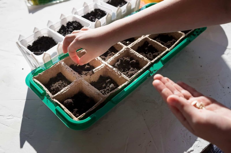 Grow Lettuce in Summer: 18 Proven Tips for Crisp Greens