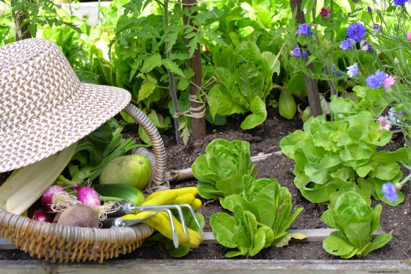 Grow Lettuce in Summer: 18 Proven Tips for Crisp Greens
