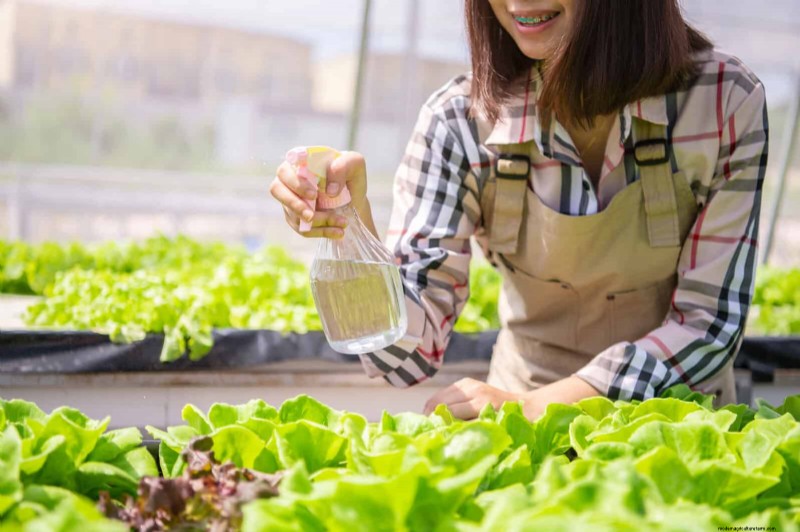 Grow Lettuce in Summer: 18 Proven Tips for Crisp Greens
