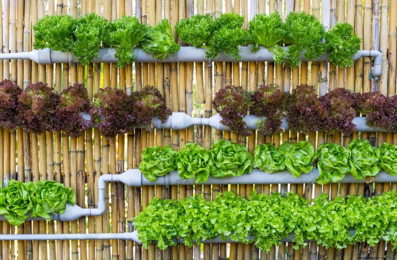 Grow Lettuce in Summer: 18 Proven Tips for Crisp Greens