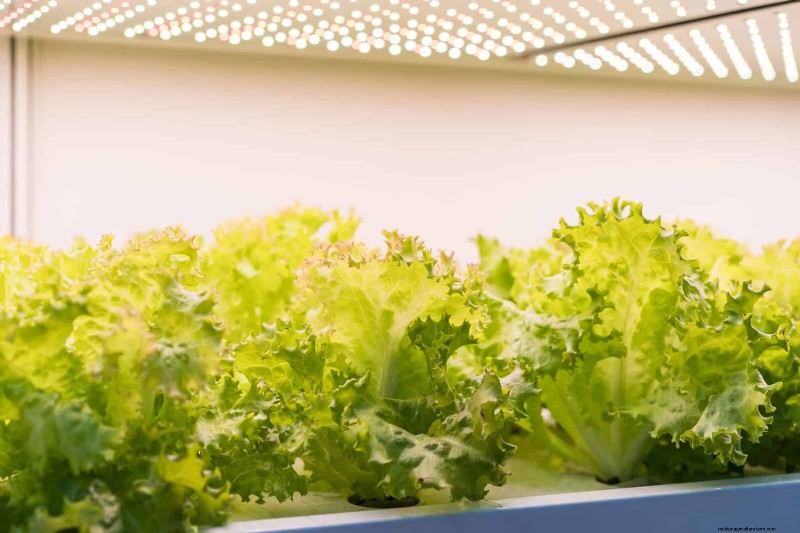 Grow Lettuce in Summer: 18 Proven Tips for Crisp Greens