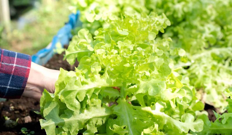 Grow Lettuce in Summer: 18 Proven Tips for Crisp Greens