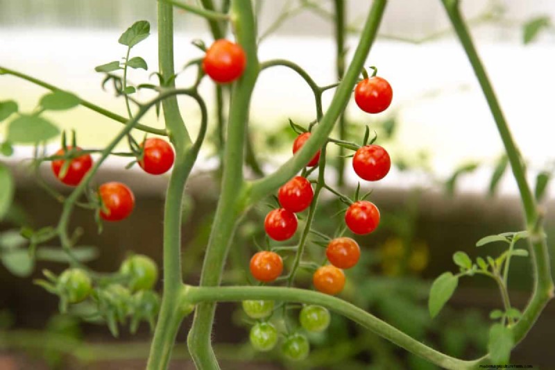 Prevent Tomato Cracking: 15 Expert Tips for Smooth, Perfect Tomatoes