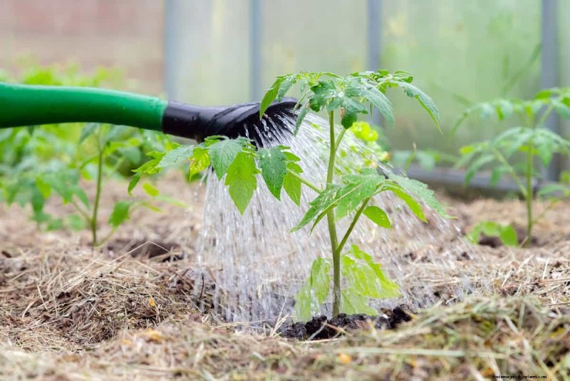 Prevent Tomato Cracking: 15 Expert Tips for Smooth, Perfect Tomatoes