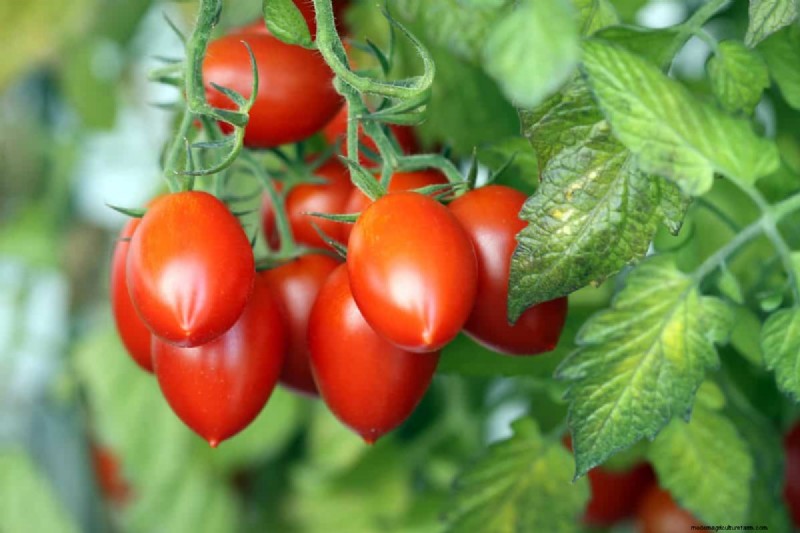 Prevent Tomato Cracking: 15 Expert Tips for Smooth, Perfect Tomatoes
