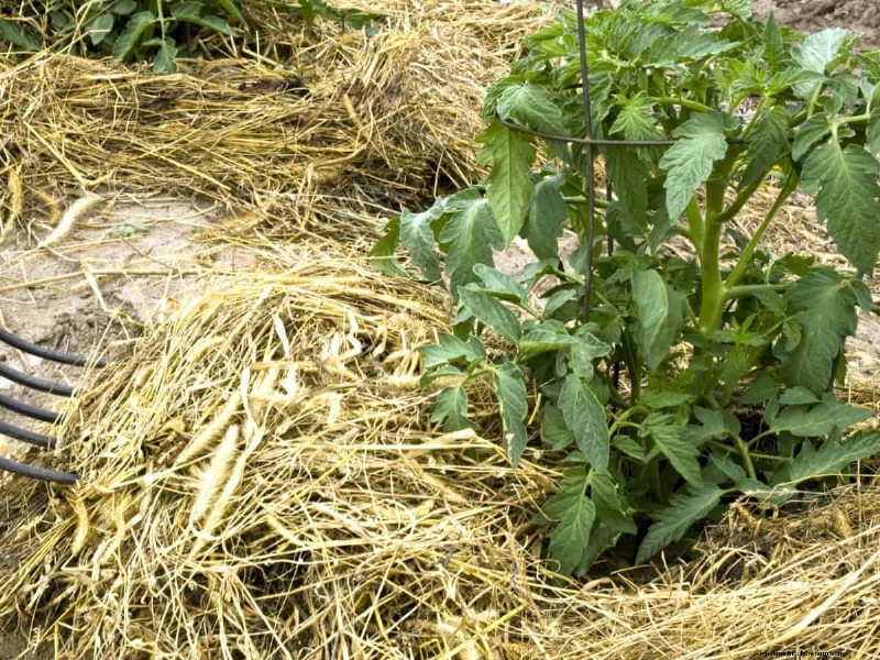 Prevent Tomato Cracking: 15 Expert Tips for Smooth, Perfect Tomatoes