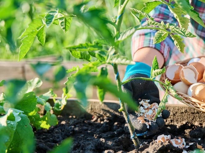Prevent Tomato Cracking: 15 Expert Tips for Smooth, Perfect Tomatoes
