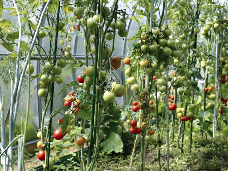 Prevent Tomato Cracking: 15 Expert Tips for Smooth, Perfect Tomatoes