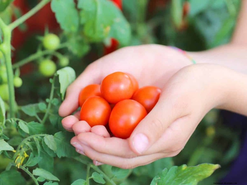 Prevent Tomato Cracking: 15 Expert Tips for Smooth, Perfect Tomatoes