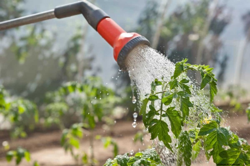 Prevent Tomato Cracking: 15 Expert Tips for Smooth, Perfect Tomatoes