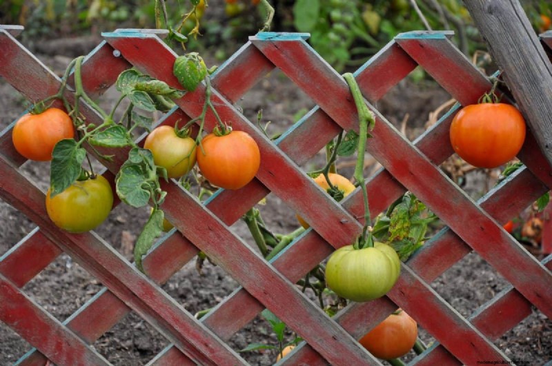 Prevent Tomato Cracking: 15 Expert Tips for Smooth, Perfect Tomatoes
