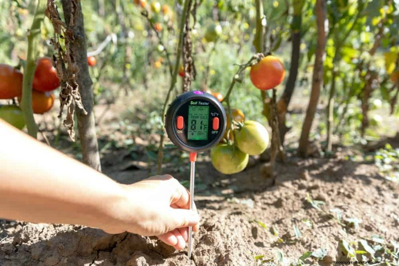 Prevent Tomato Cracking: 15 Expert Tips for Smooth, Perfect Tomatoes