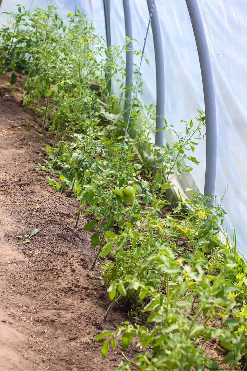 Prevent Tomato Cracking: 15 Expert Tips for Smooth, Perfect Tomatoes