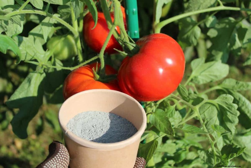 Prevent Tomato Cracking: 15 Expert Tips for Smooth, Perfect Tomatoes