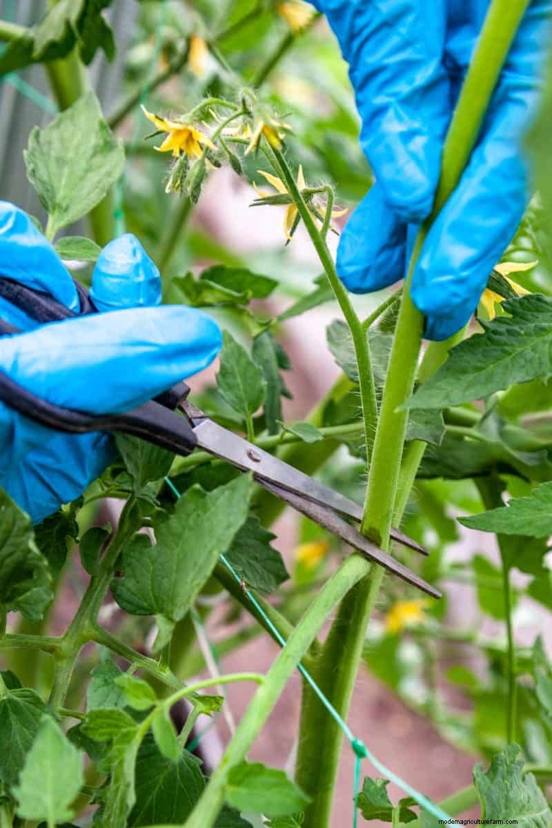Prevent Tomato Cracking: 15 Expert Tips for Smooth, Perfect Tomatoes