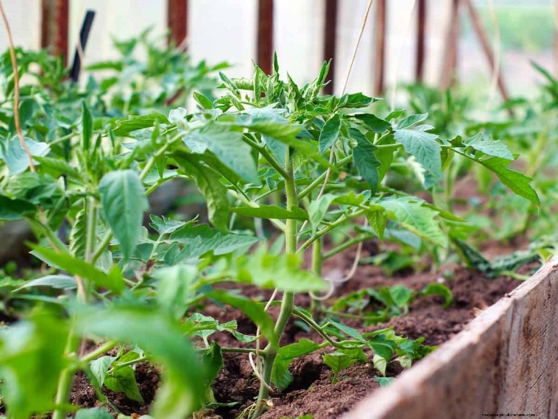 Prevent Tomato Cracking: 15 Expert Tips for Smooth, Perfect Tomatoes
