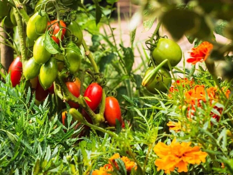 Prevent Tomato Cracking: 15 Expert Tips for Smooth, Perfect Tomatoes