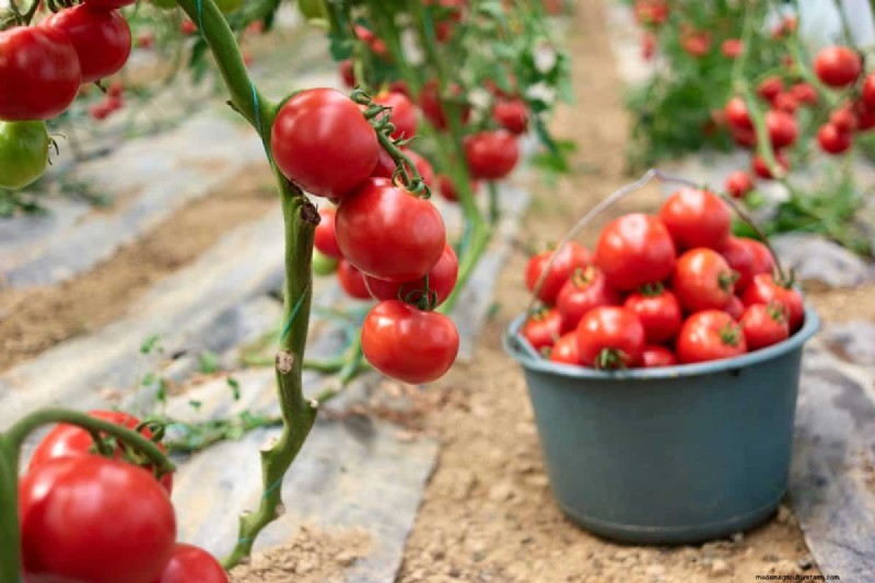 Prevent Tomato Cracking: 15 Expert Tips for Smooth, Perfect Tomatoes