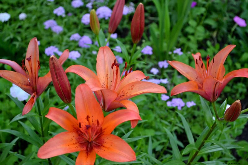 Fragrant Summer Flowers: Create an Evening Garden Oasis