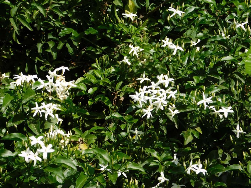 Fragrant Summer Flowers: Create an Evening Garden Oasis