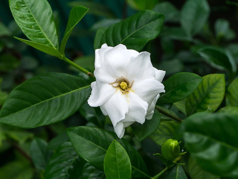 Fragrant Summer Flowers: Create an Evening Garden Oasis