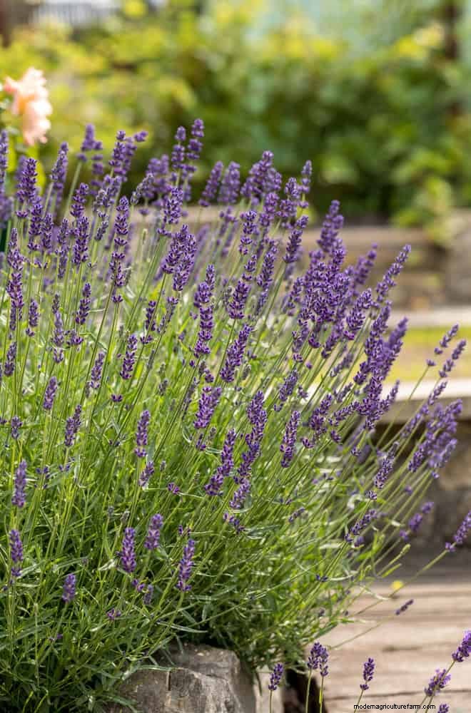 Fragrant Summer Flowers: Create an Evening Garden Oasis