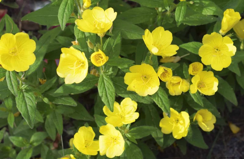 Fragrant Summer Flowers: Create an Evening Garden Oasis