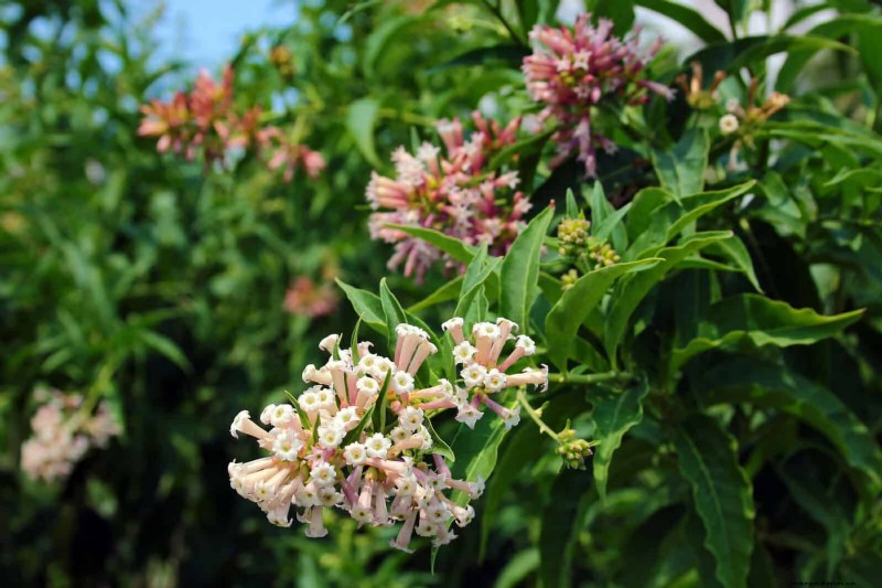 Fragrant Summer Flowers: Create an Evening Garden Oasis