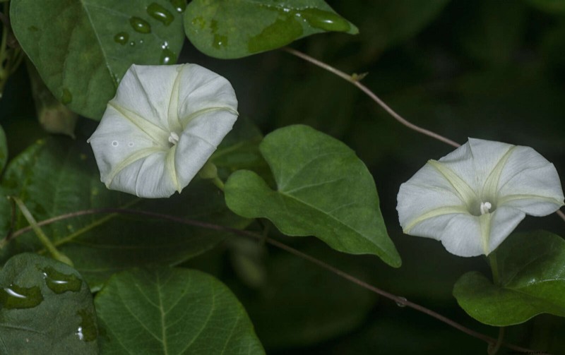 Fragrant Summer Flowers: Create an Evening Garden Oasis